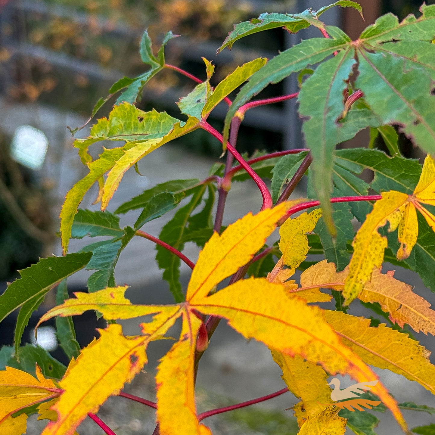Acer Kinshi - 30/33cm Pot