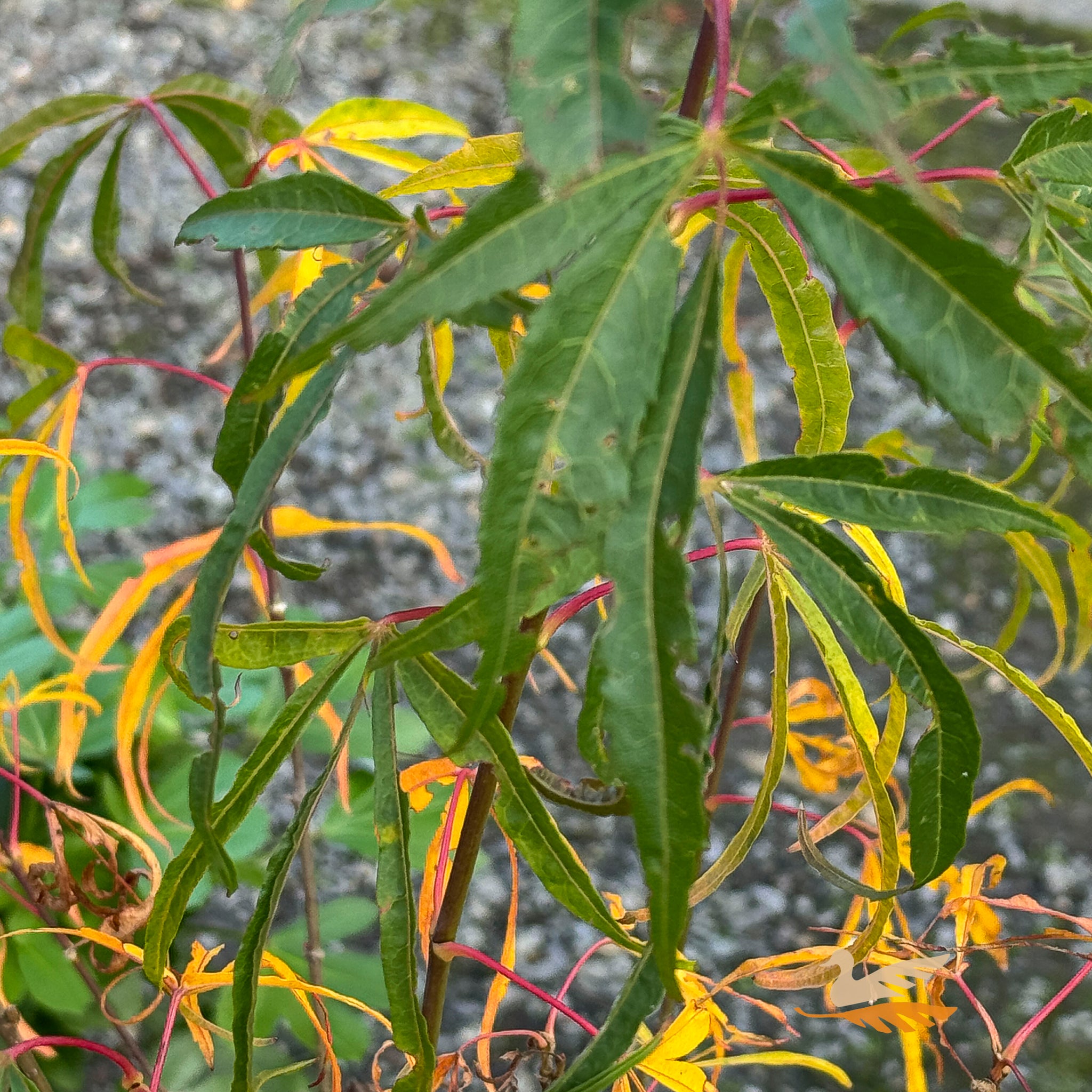 Acer Kinshi - 30/33cm Pot