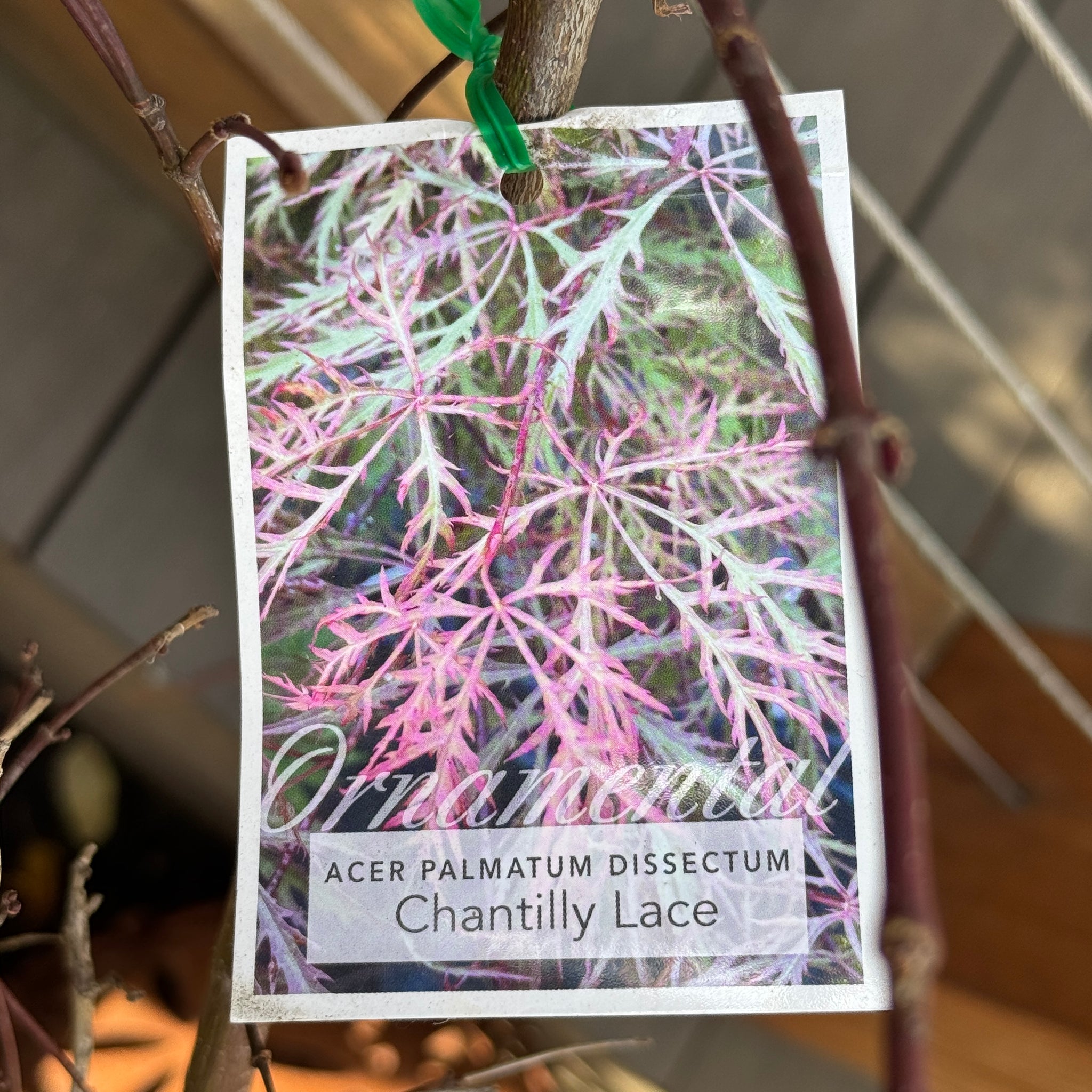 Acer Chantilly Lace - 40cm Pot
