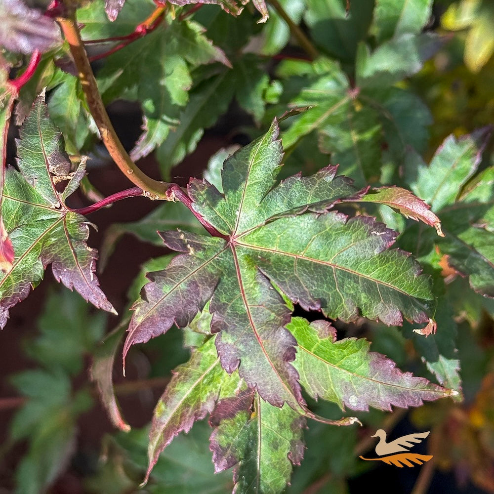 Acer Palmatum Coonara Pygmy - 33cm Pot