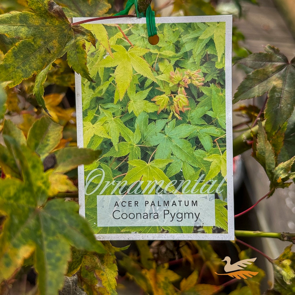 Acer Palmatum Coonara Pygmy - 33cm Pot