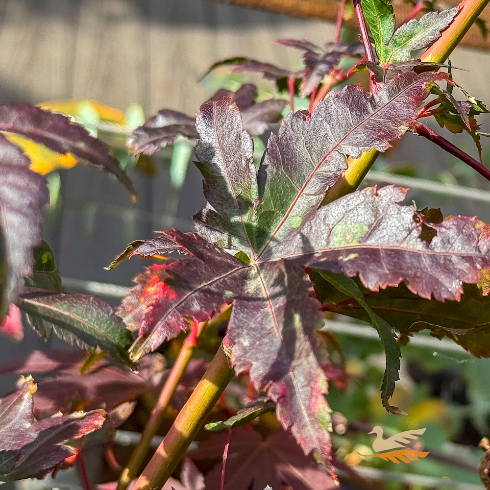 Acer Palmatum Coonara Pygmy - 40cm Pot