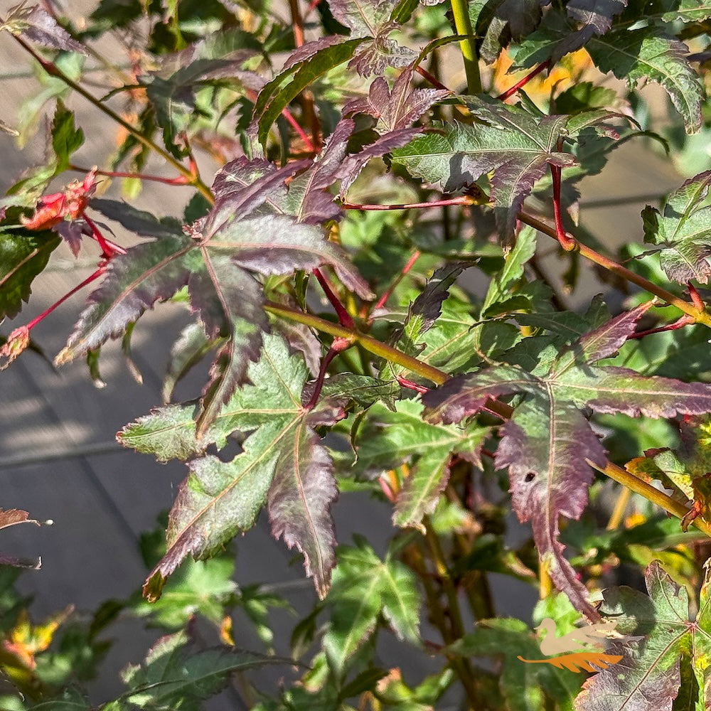 Acer Palmatum Coonara Pygmy - 40cm Pot