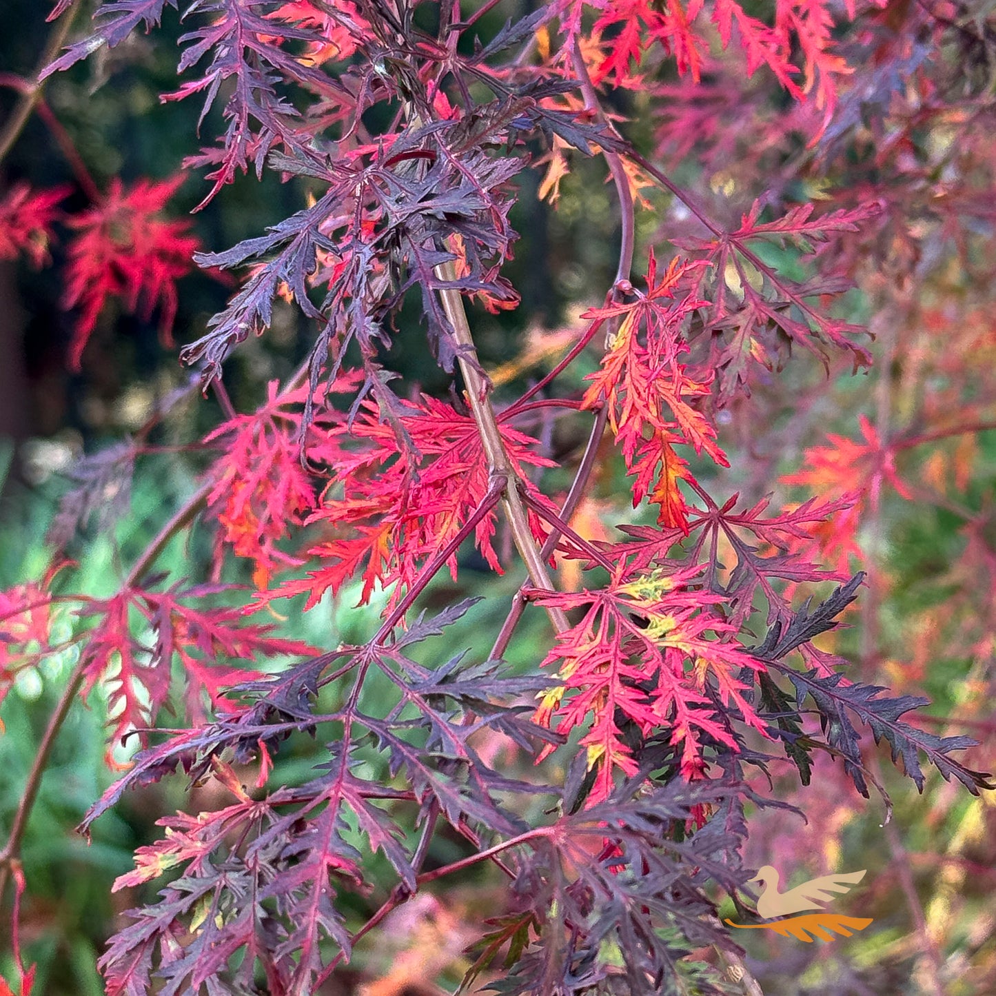 Acer Palmatum Dissectum Emerald Lace - 40cm Pot