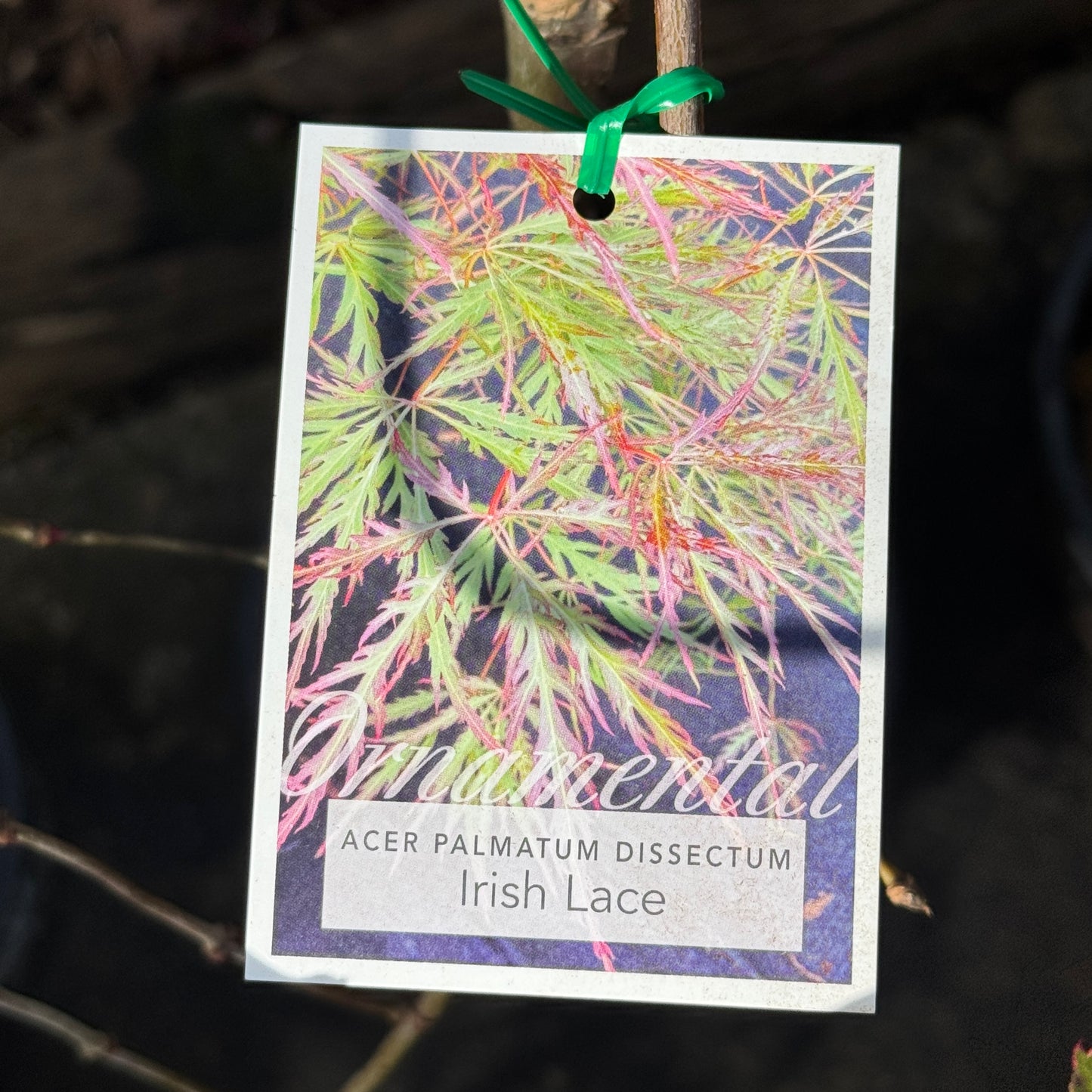 Acer Palmatum Irish Lace - 25cm Pot