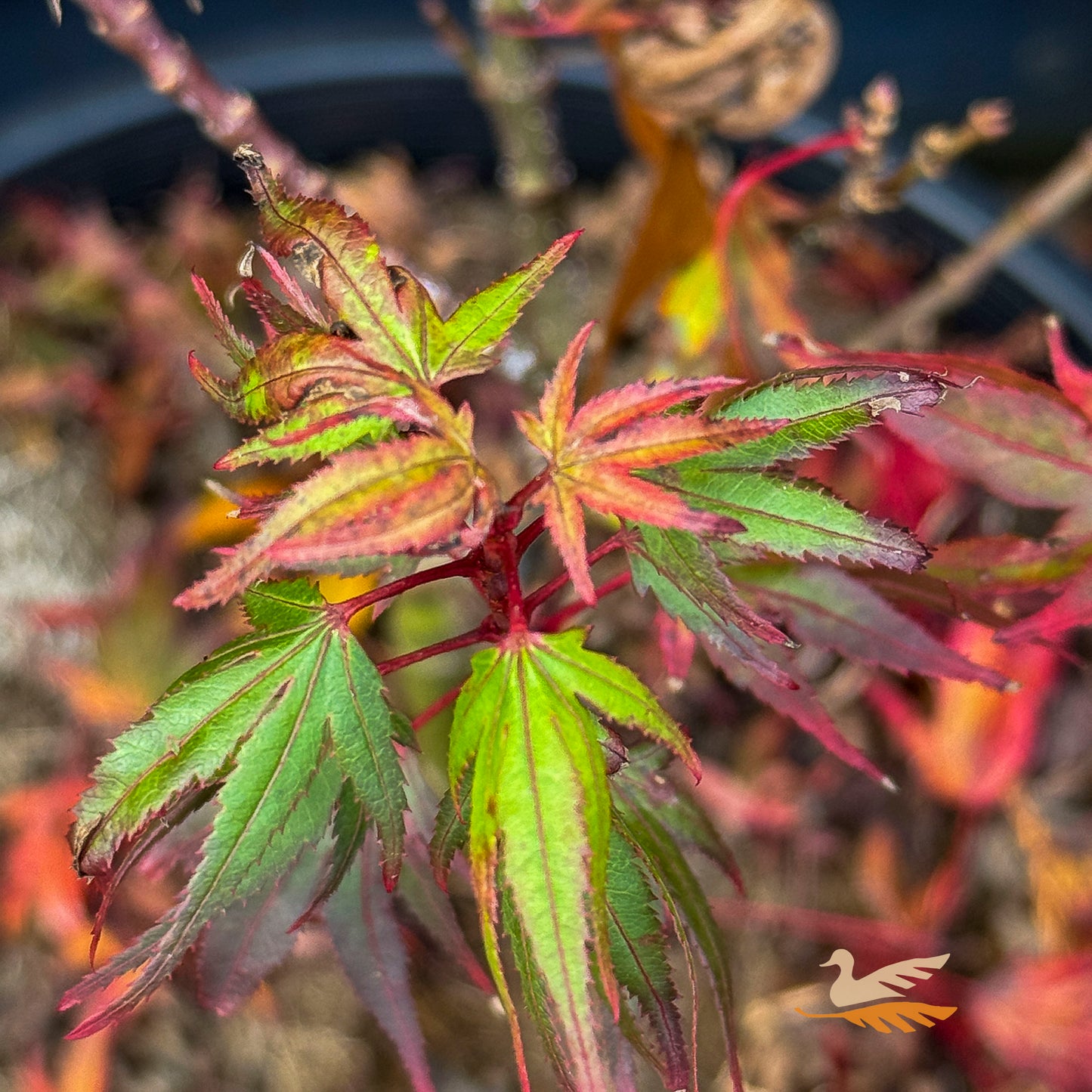 Acer Palmatum Kuro Hime - 25cm Pot