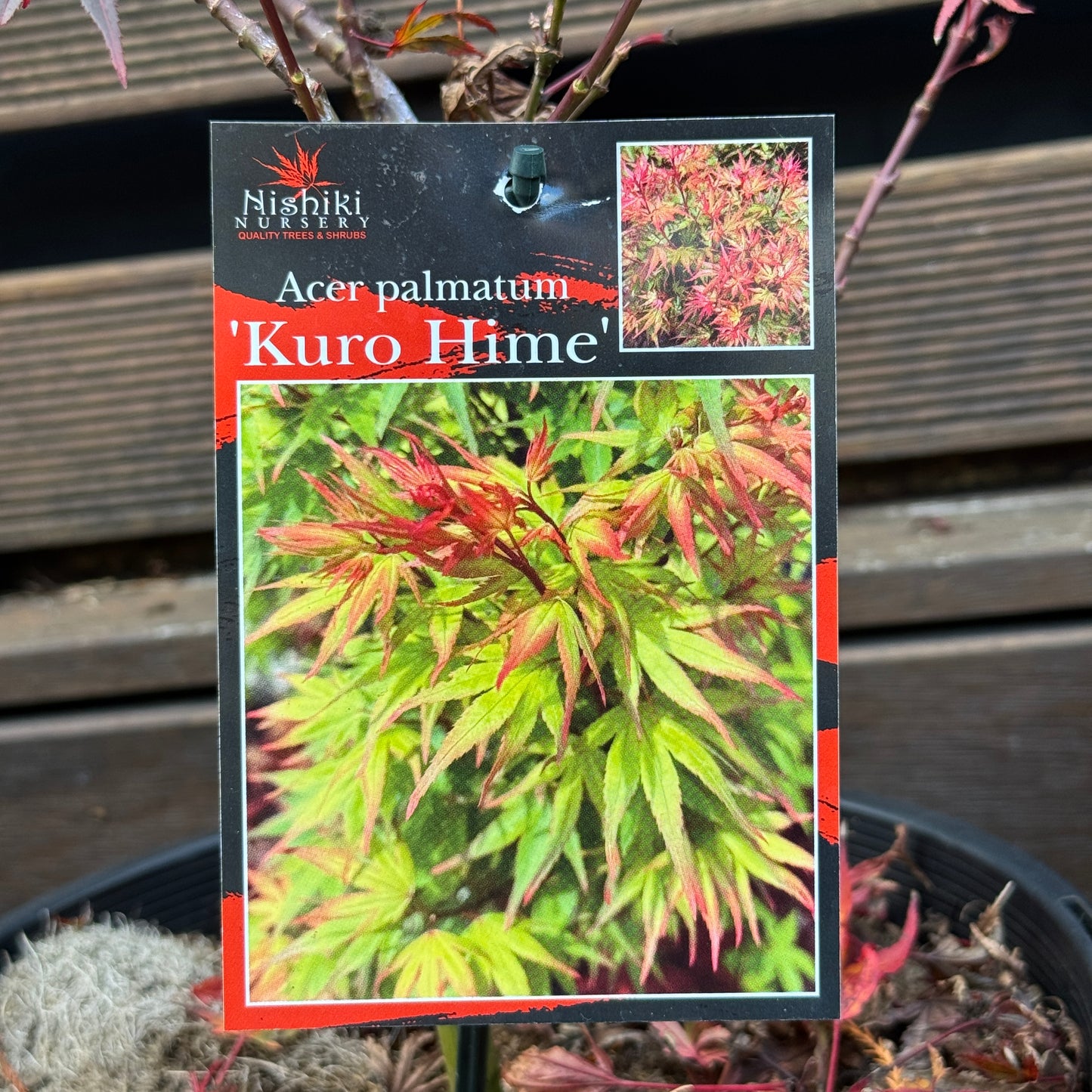 Acer Palmatum Kuro Hime - 25cm Pot