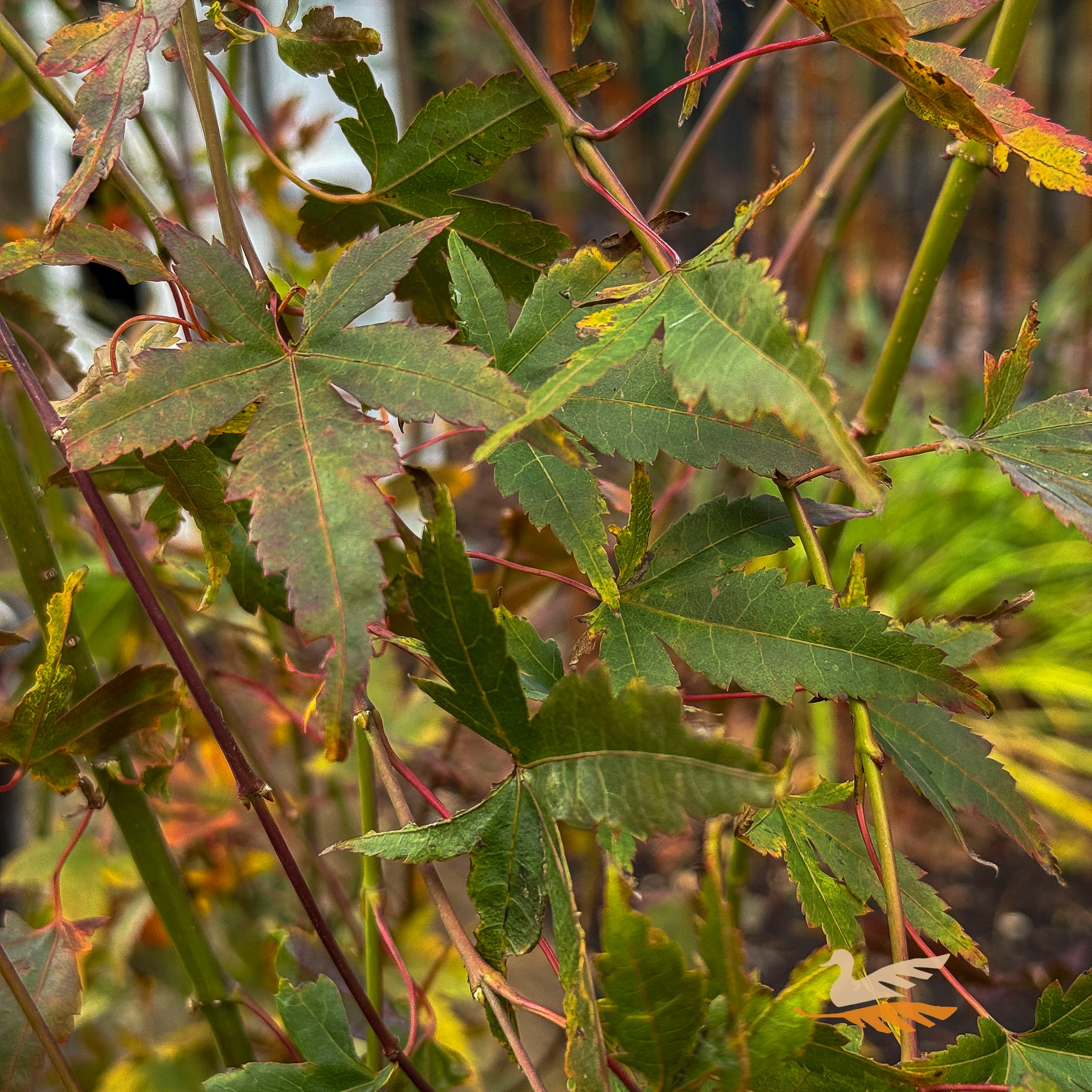 Acer Palmatum Nishiki Fountain Low Graft - 25cm Pot