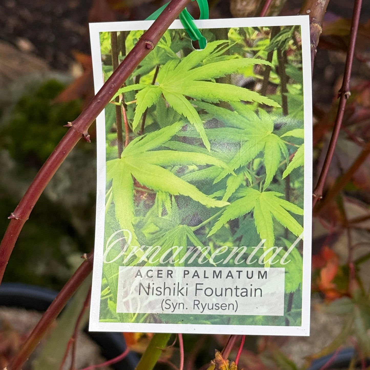 Acer Palmatum Nishiki Fountain Low Graft - 25cm Pot