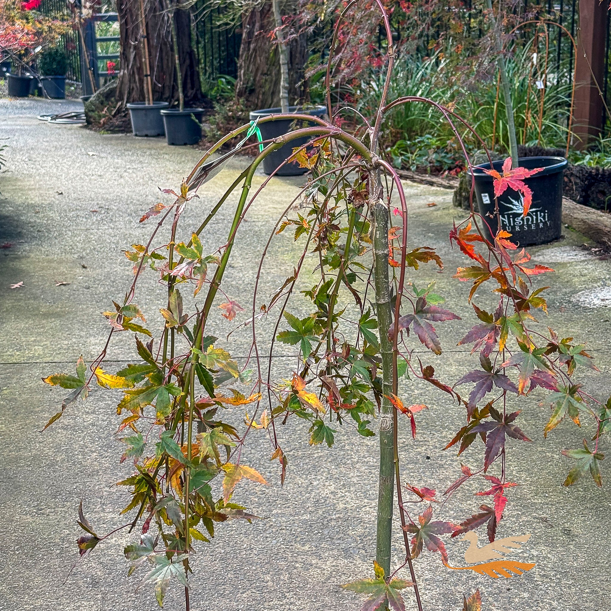 Acer Palmatum Nishiki Fountain Low Graft - 25cm Pot
