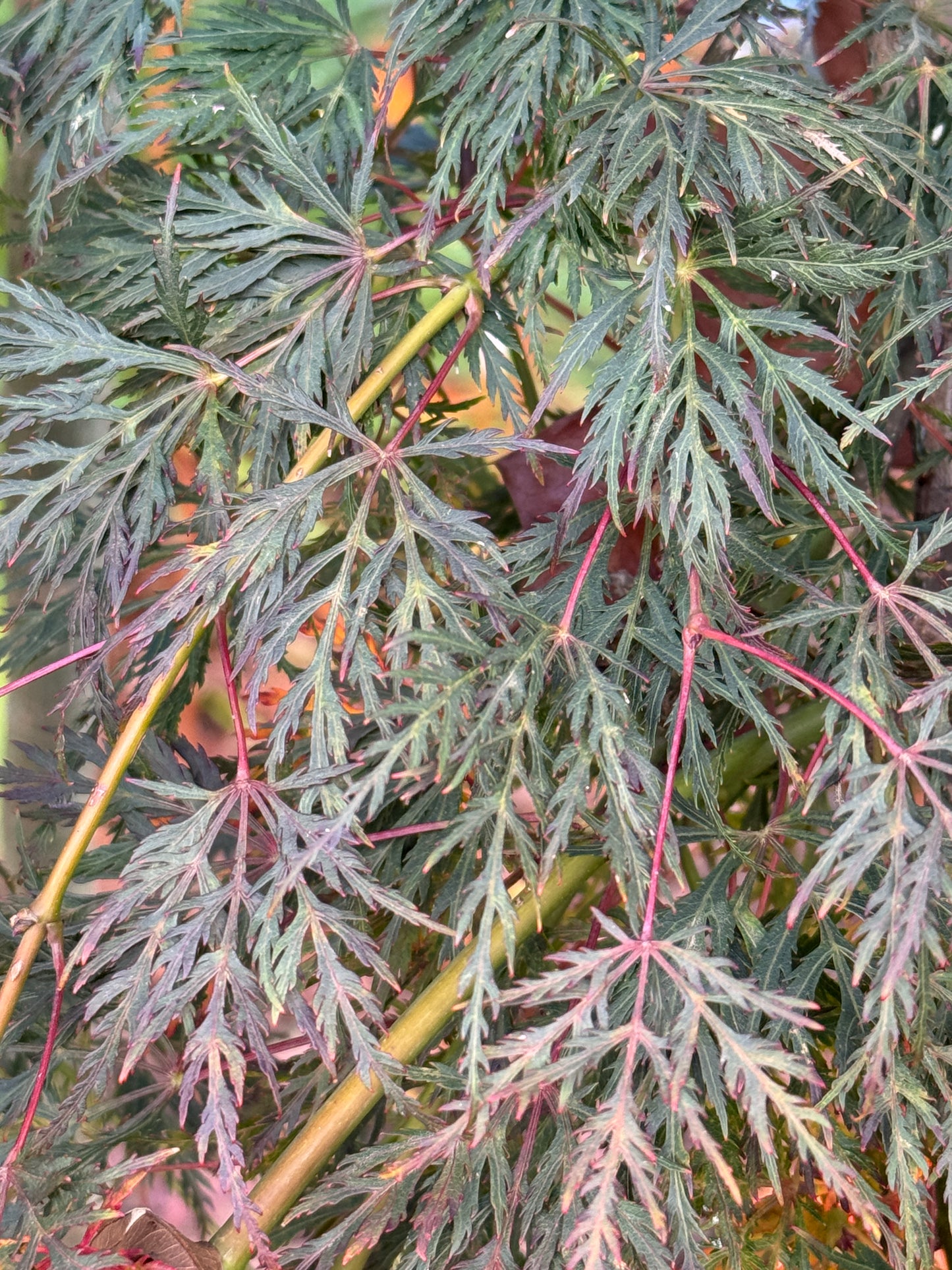 Acer Palmatum Dissectum Emerald Lace - 40cm Pot