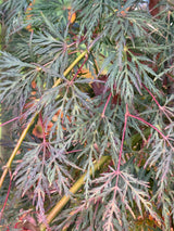Acer Palmatum Dissectum Emerald Lace - 40cm Pot