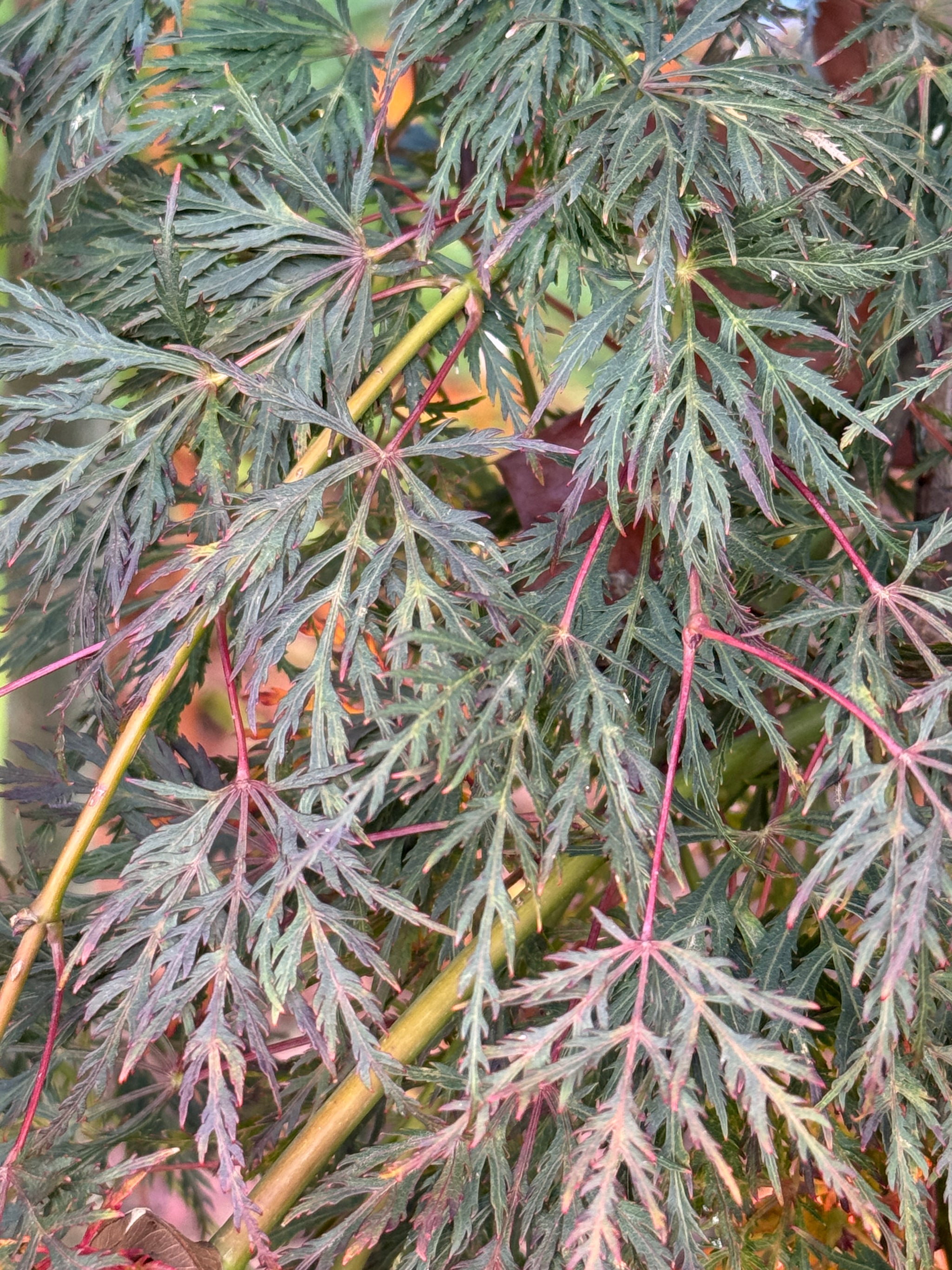 Acer Palmatum Dissectum Emerald Lace - 40cm Pot
