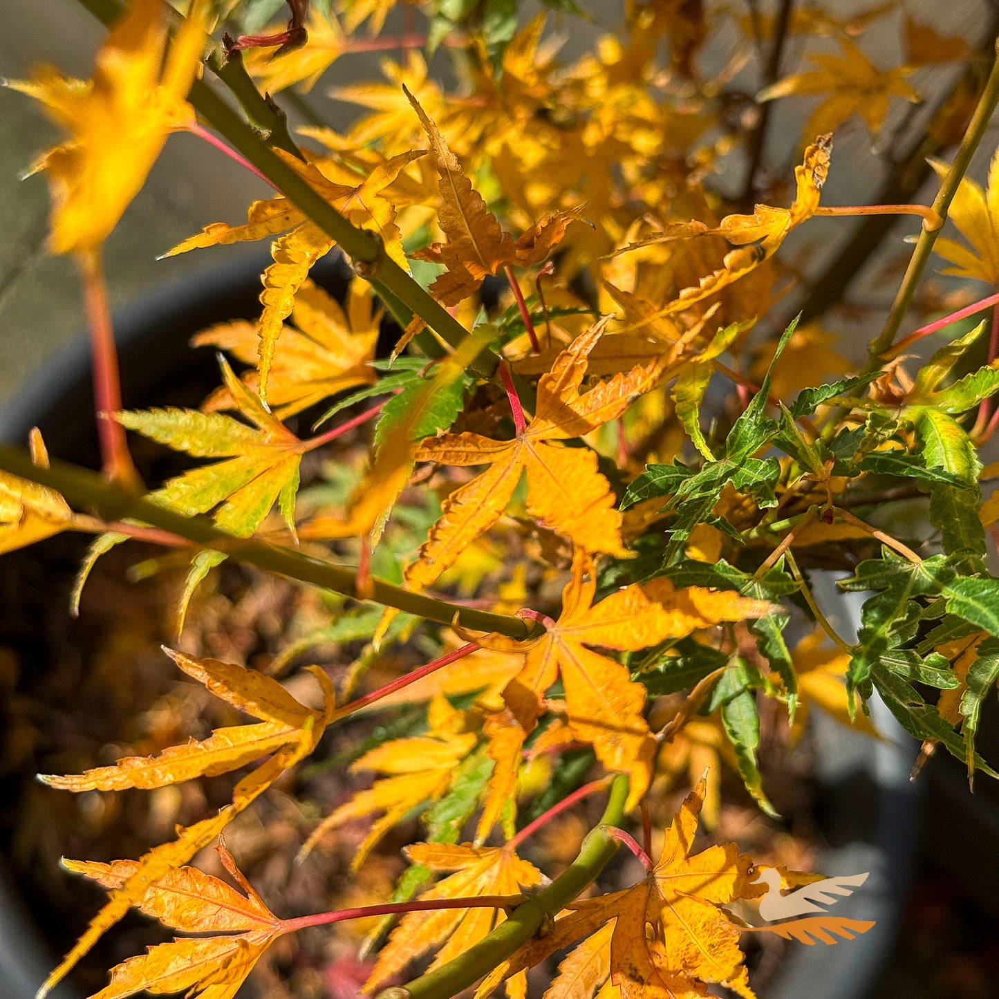 Acer Okushimo - 50cm Pot