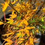 Acer Okushimo - 50cm Pot
