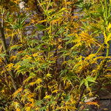 Acer Okushimo - 40cm Pot