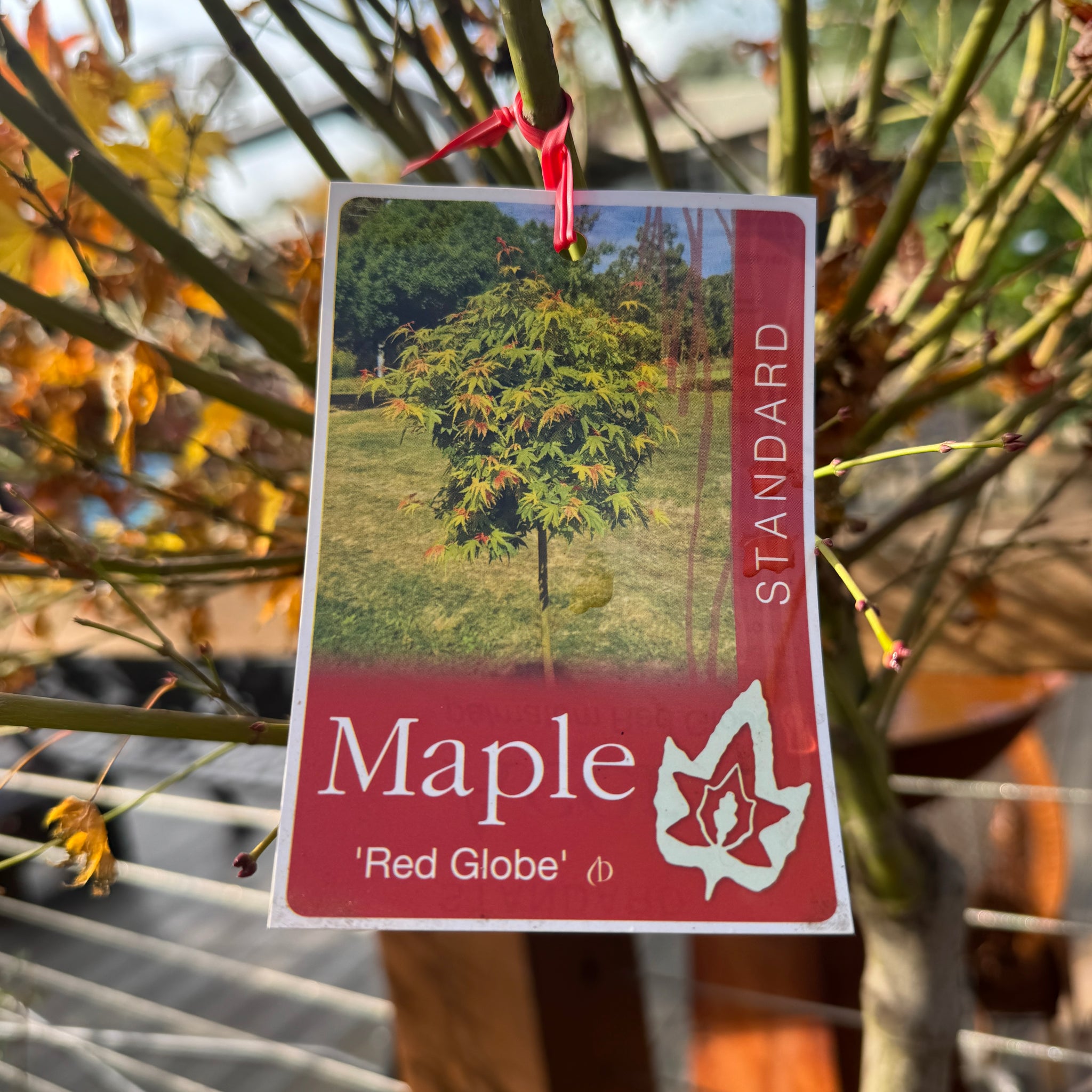Acer Red Globe Standard - 40cm Pot