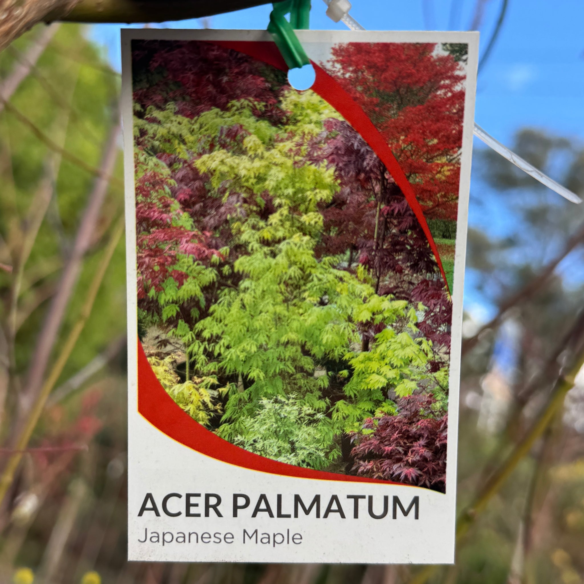 Acer Palmatum - 40cm Pot