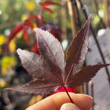 Acer Palmatum Fireglow - 33cm Pot