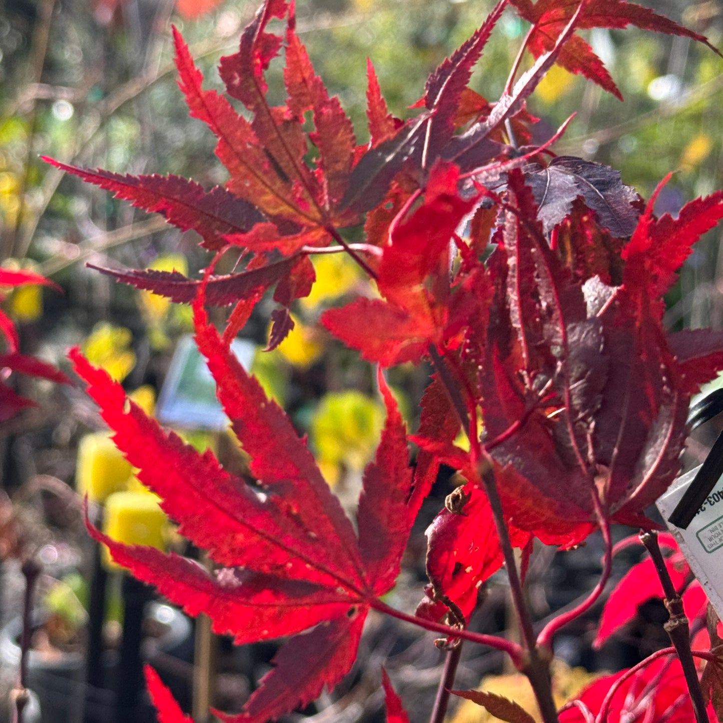 Acer Palmatum Fireglow - 33cm Pot