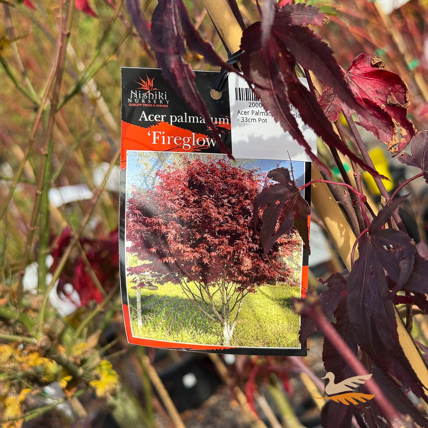 Acer Palmatum Fireglow - 33cm Pot
