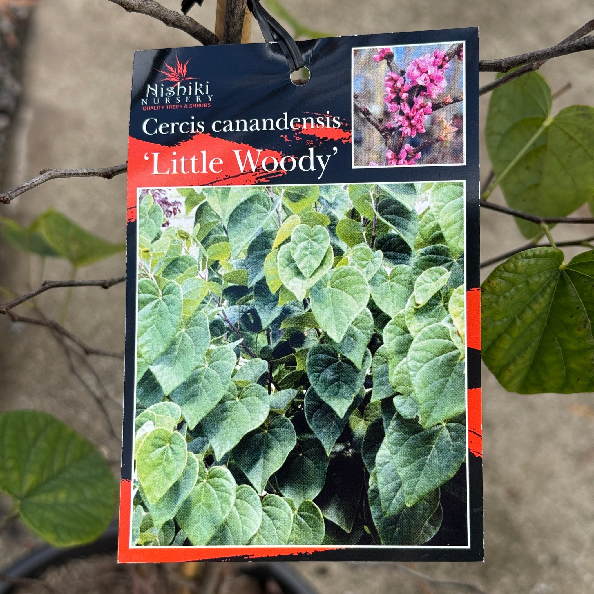 Cercis Little Woody - 30cm Pot