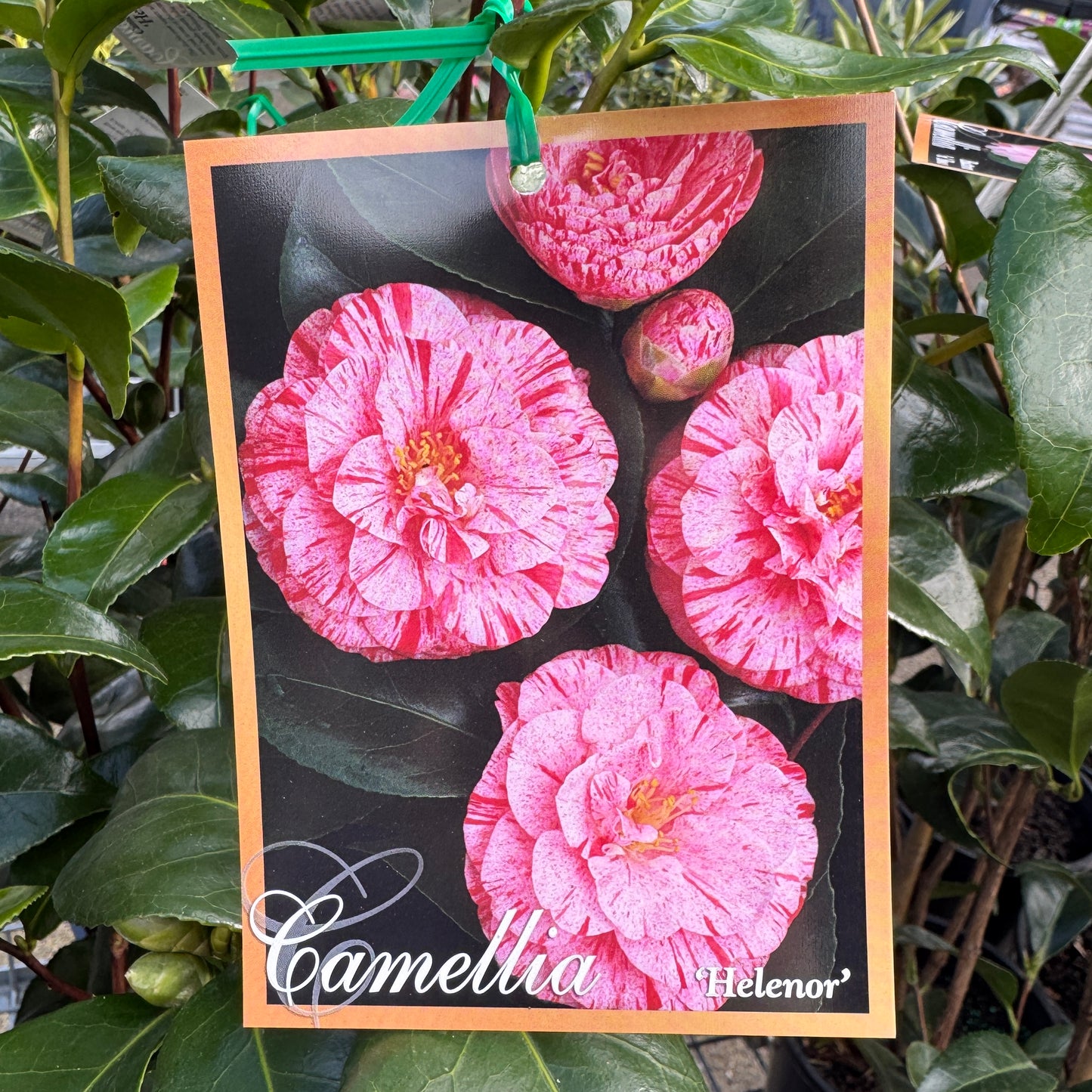 Camellia Japonica Helenor - 20cm Pot