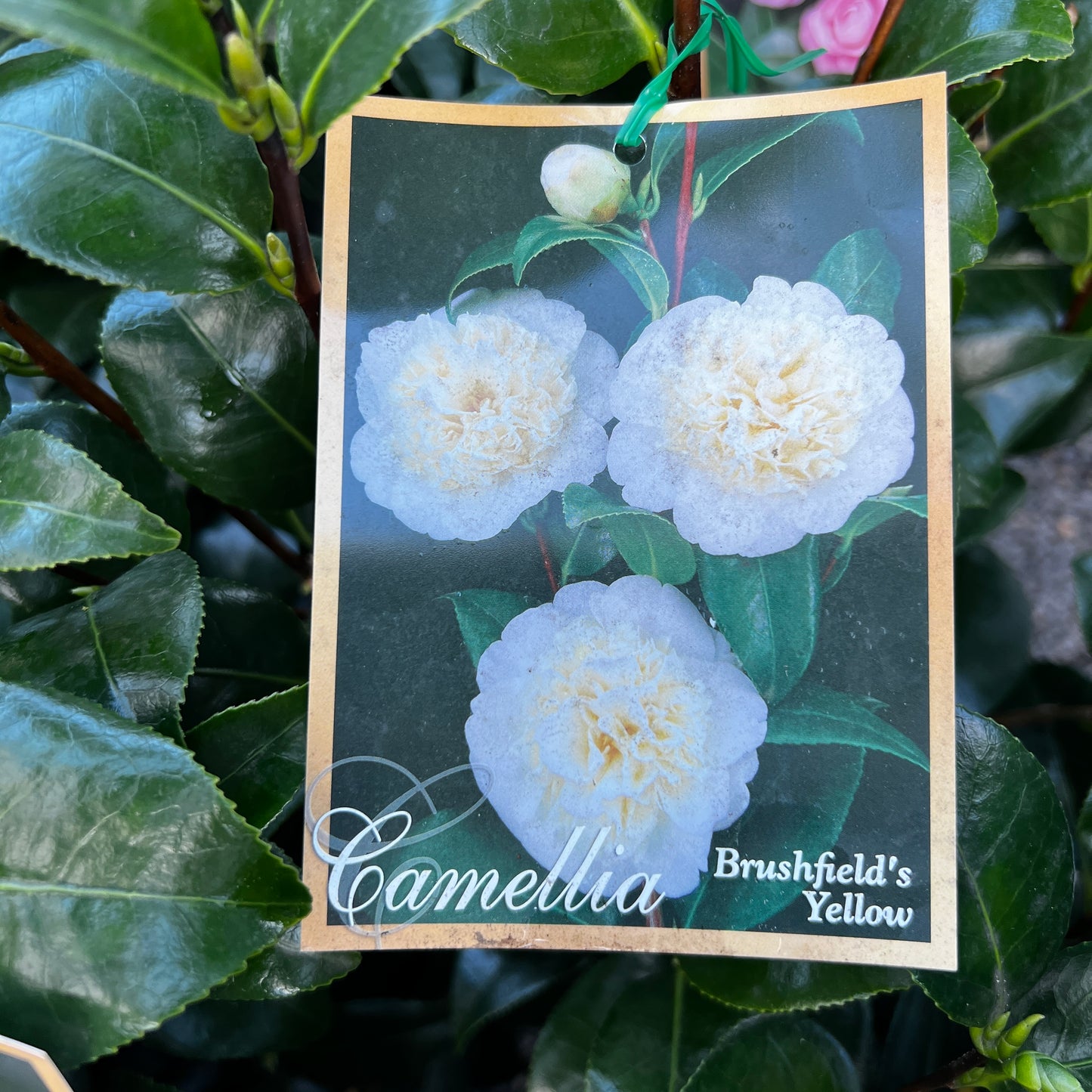 Camellia Brushfields Yellow - 25cm Pot