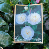 Camellia Brushfields Yellow - 25cm Pot
