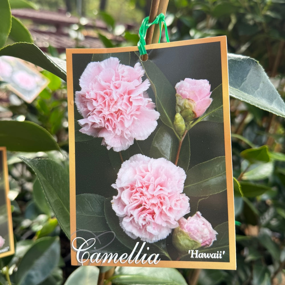 Camellia Japonica Hawaii - 20cm Pot