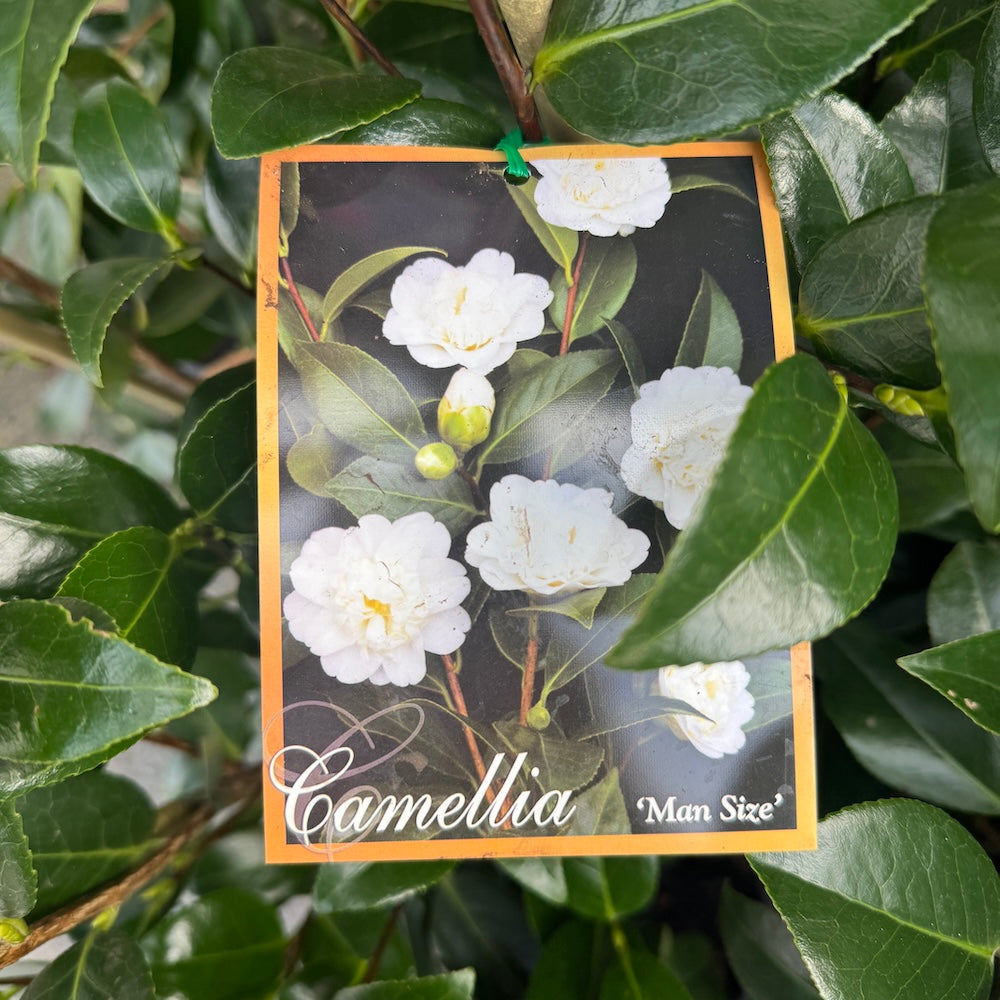 Camellia Japonica Man Size - 20cm Pot