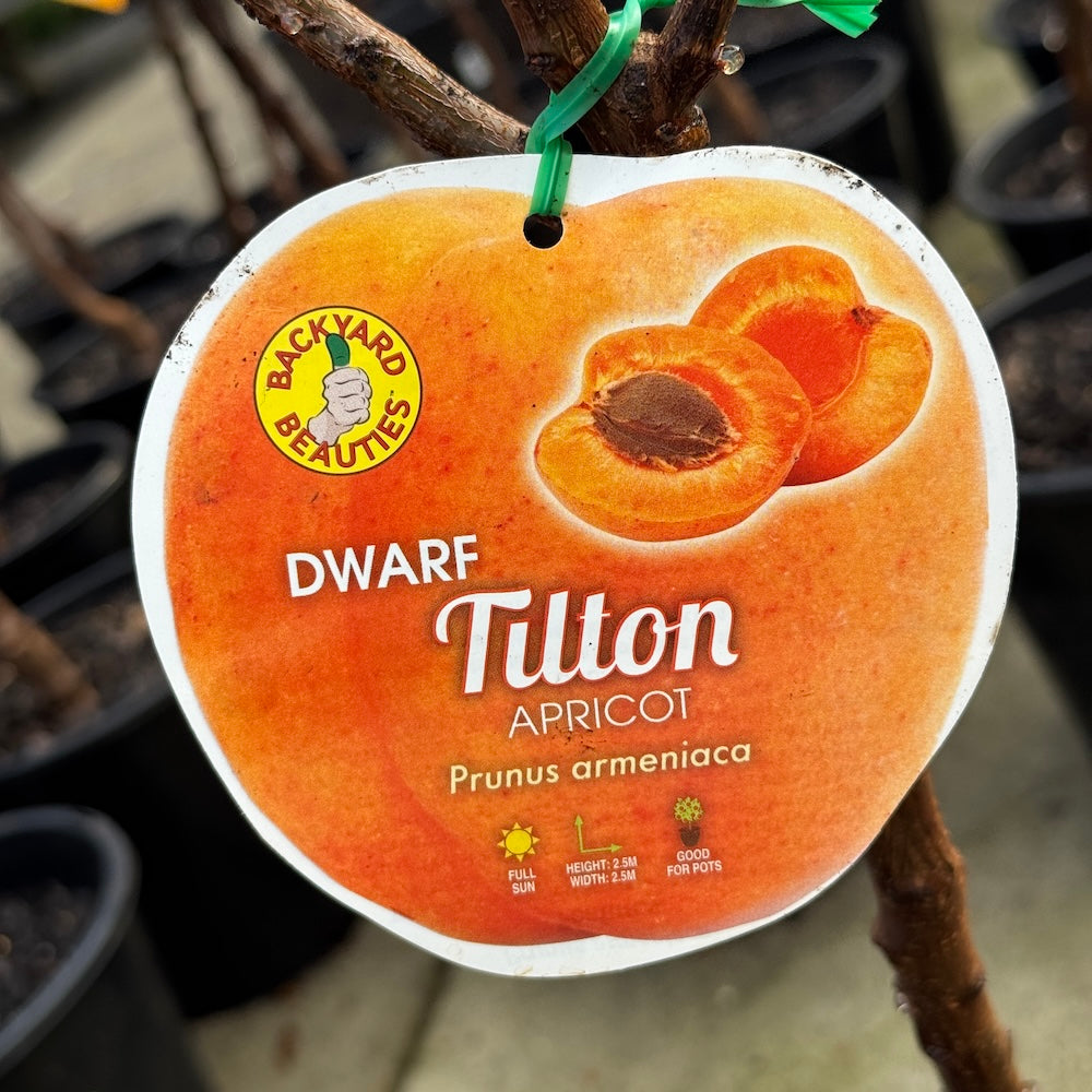 Dwarf Apricot Tilton