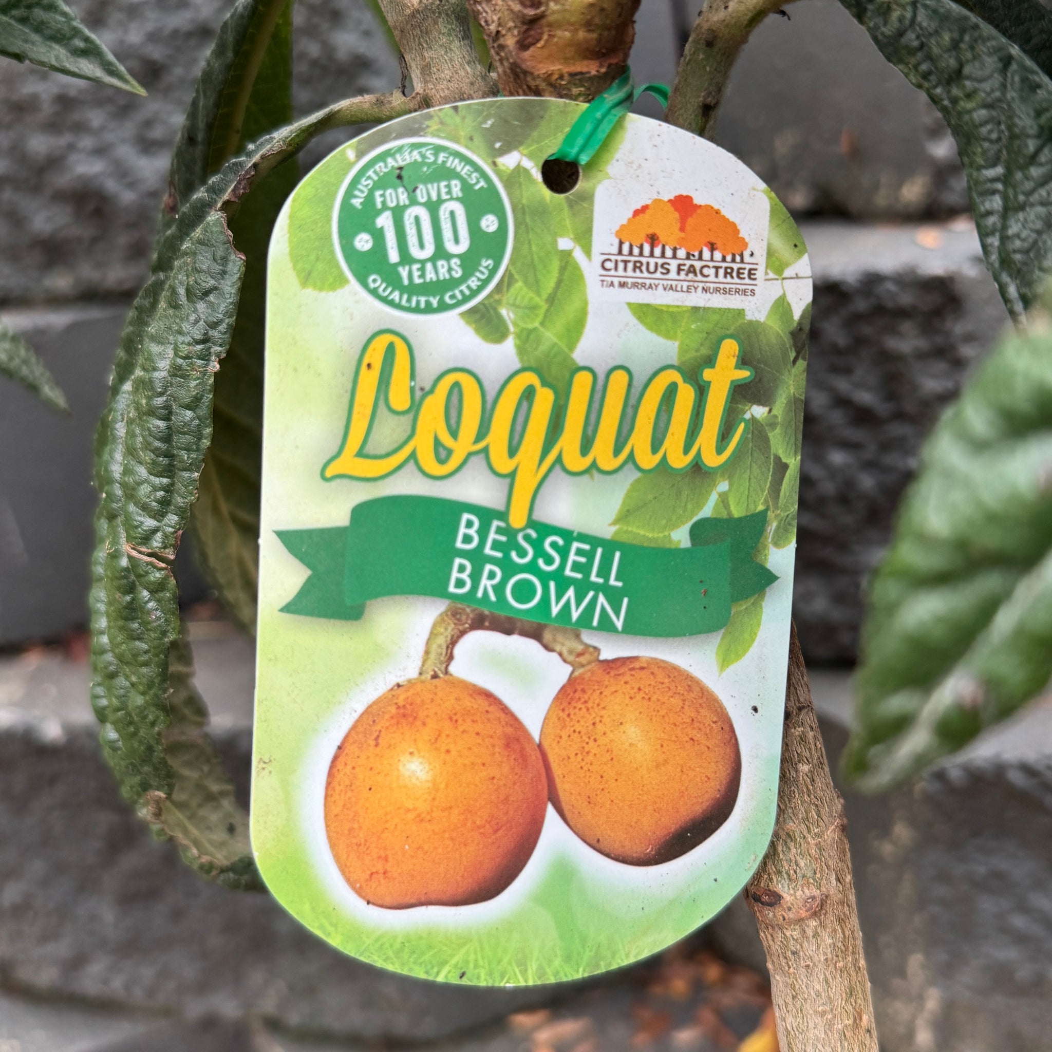 Loquat Bessel Brown - 25cm Pot