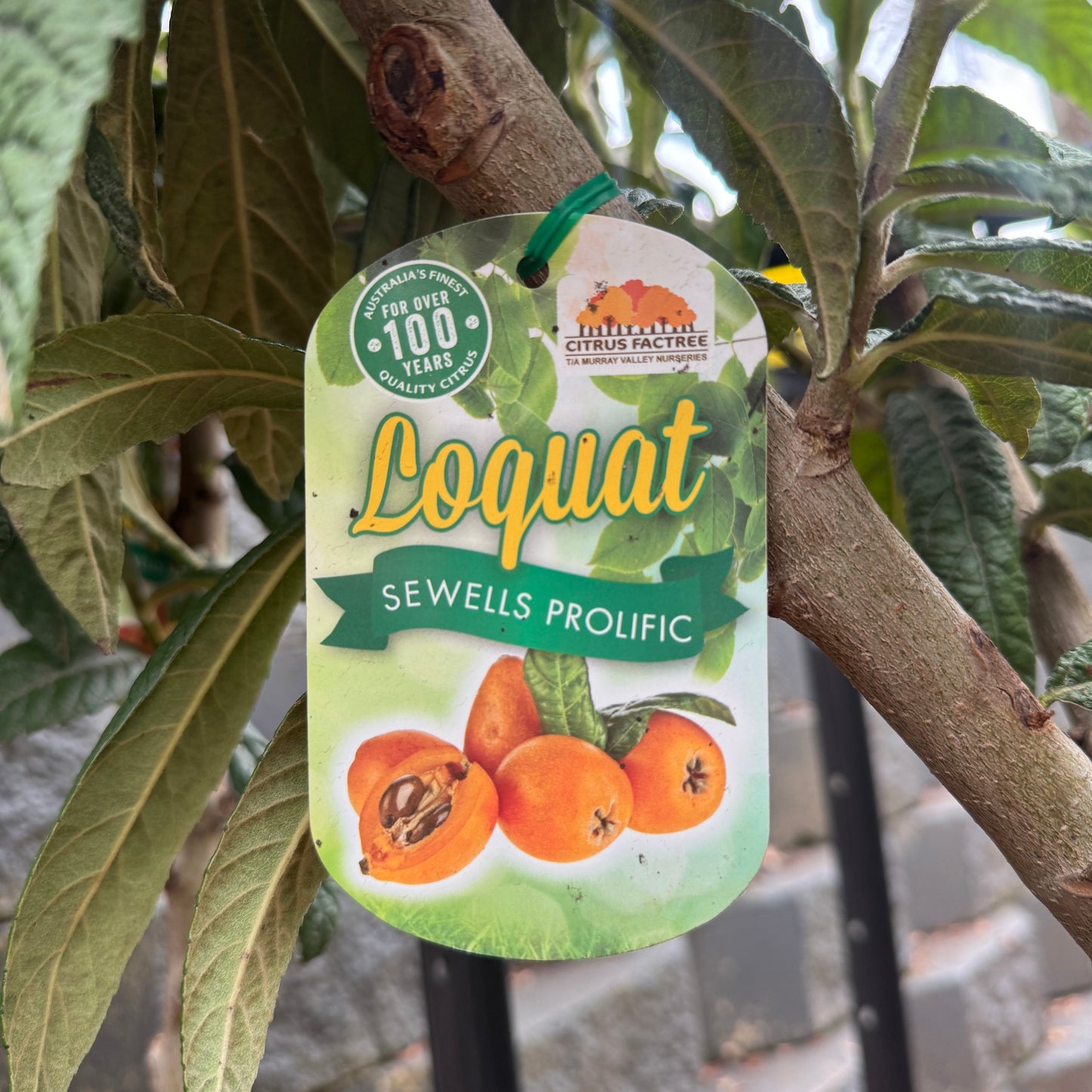 Loquat Sewells - 25cm Pot