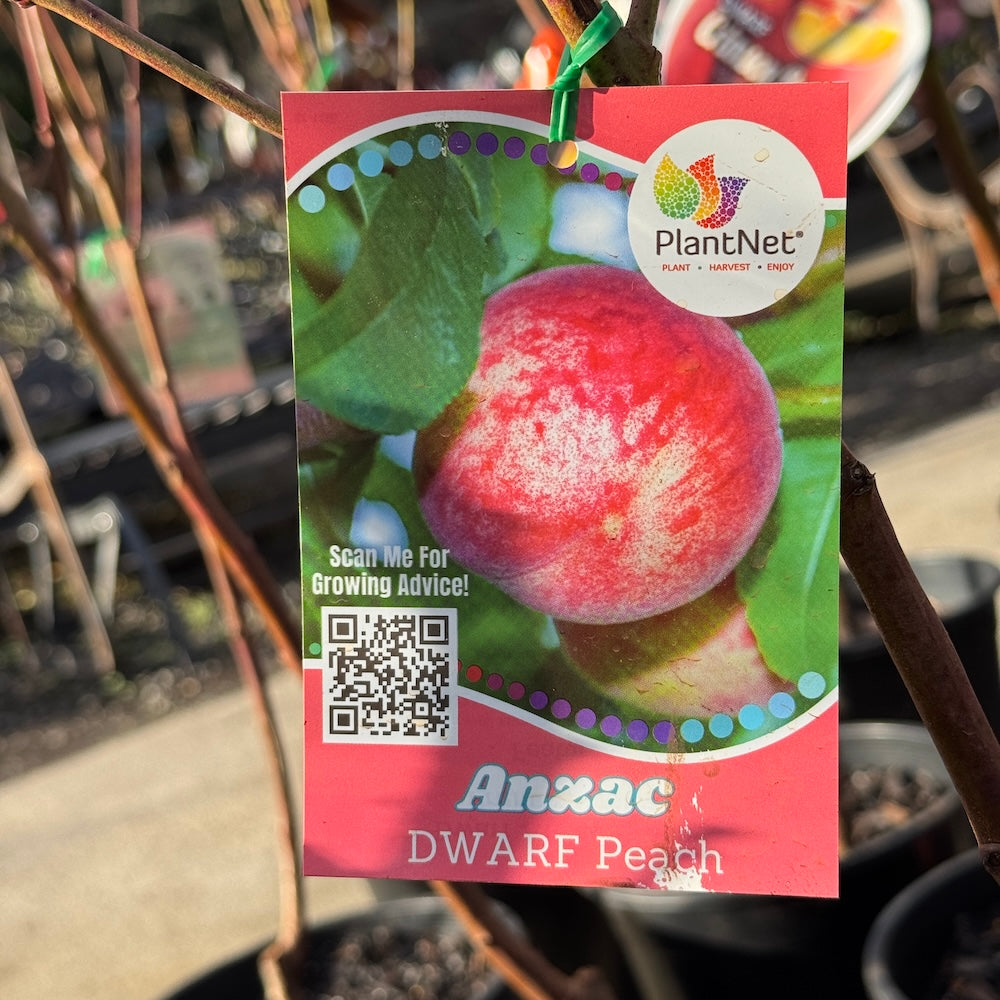 Peach Anzac Dwarf