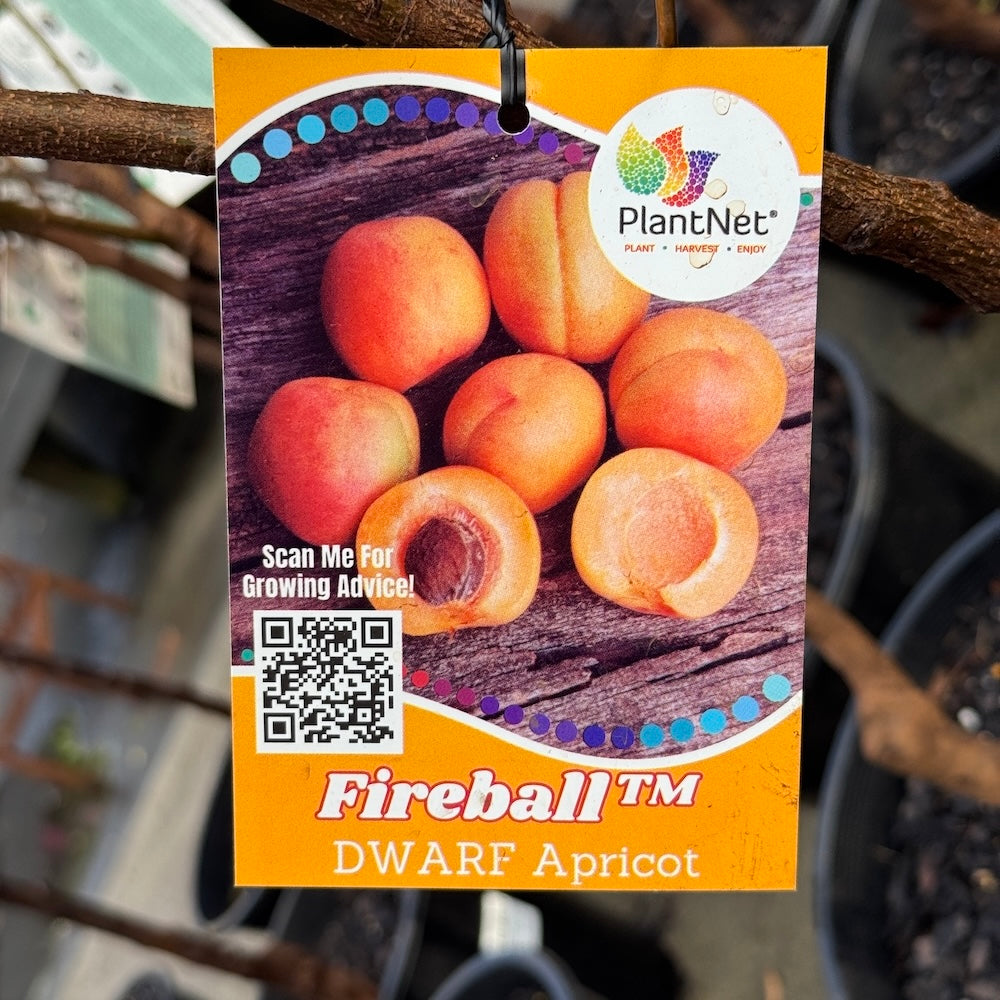 Dwarf Apricot Fireball