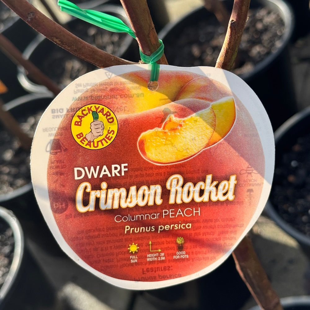Peach Crimson Rocket Dwarf