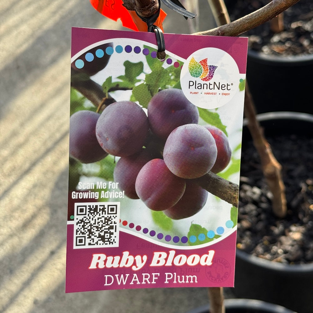 Plum Ruby Blood Dwarf