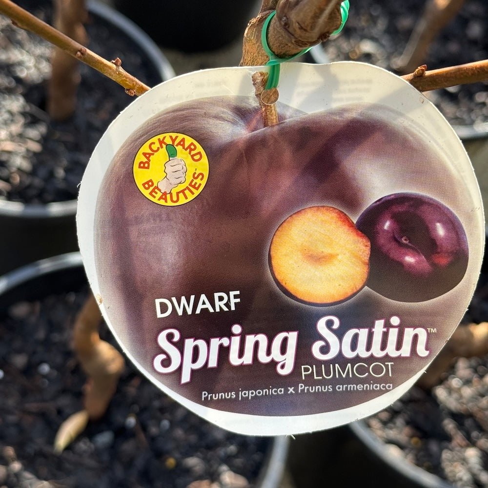 Plumcot Spring Satin Dwarf