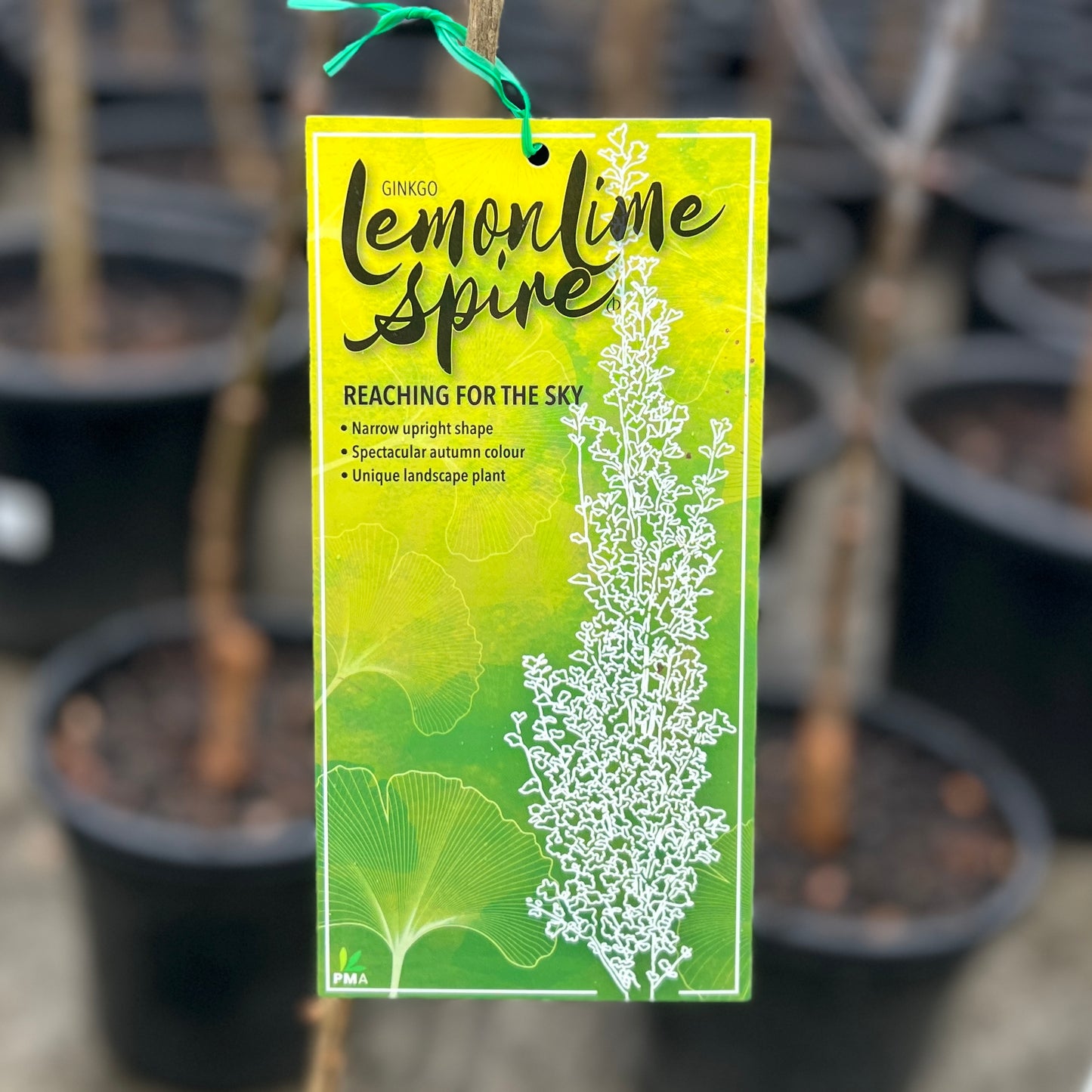 Ginkgo Lemonlime Spire - 40cm Pot