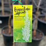 Ginkgo Lemonlime Spire - 40cm Pot