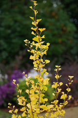Ginkgo Lemonlime Spire - 40cm Pot