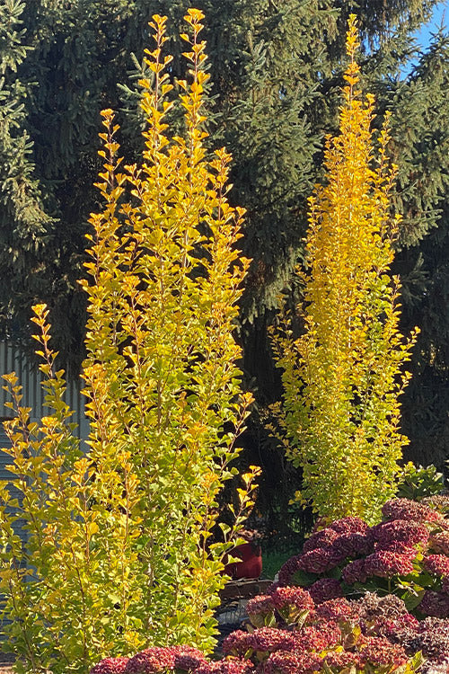 Ginkgo Lemonlime Spire - 40cm Pot