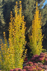 Ginkgo Lemonlime Spire - 40cm Pot