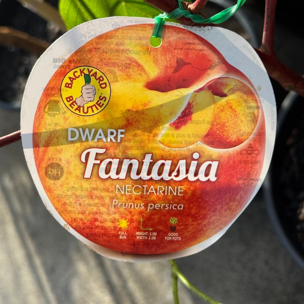 Nectarine Fantasia Dwarf