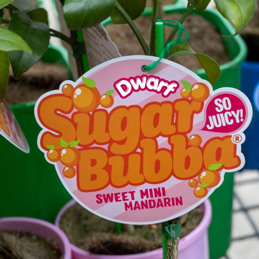 Mandarin Sugar Bubba Dwarf - 30cm Pot