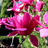 Magnolia Vulcan - 25cm Pot
