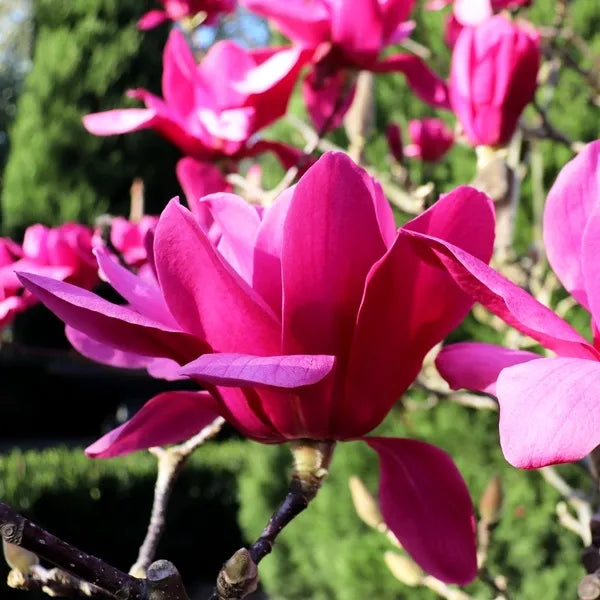 Magnolia Vulcan - 25cm Pot