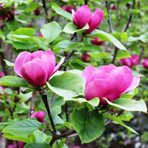 Magnolia Vulcan - 30cm Pot