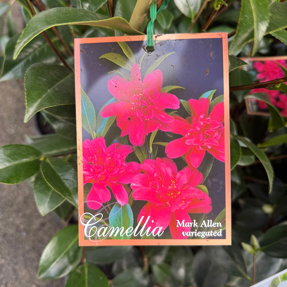 Camellia Japonica Mark Allan Variegated - 20cm Pot